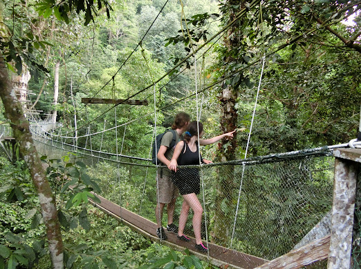 Canopy (Mulu WH)